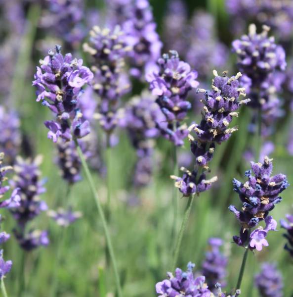 Lavandula Angustifolia `Hidcote Blue` Lavandula Angustifolia `Hidcote Blue`