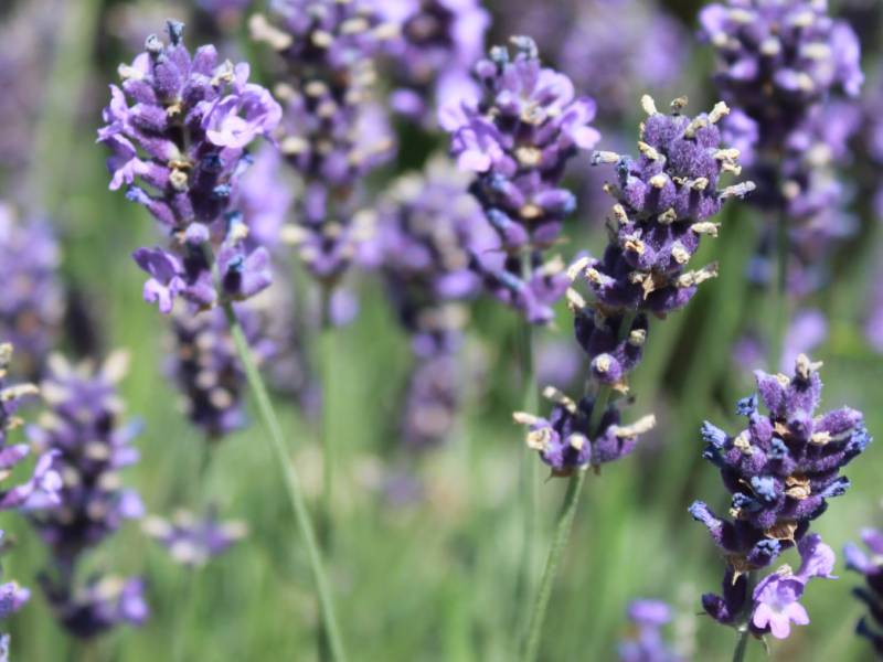 Lavandula Angustifolia `Hidcote Blue`