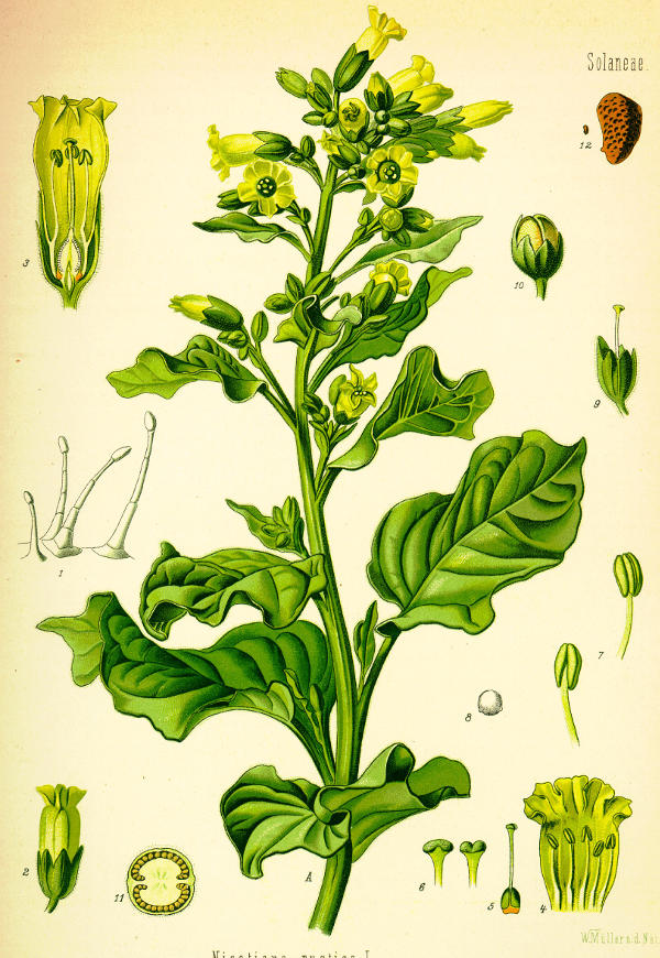 Nicotiana Rustica aus Köhlers Medizinal Pflanzen